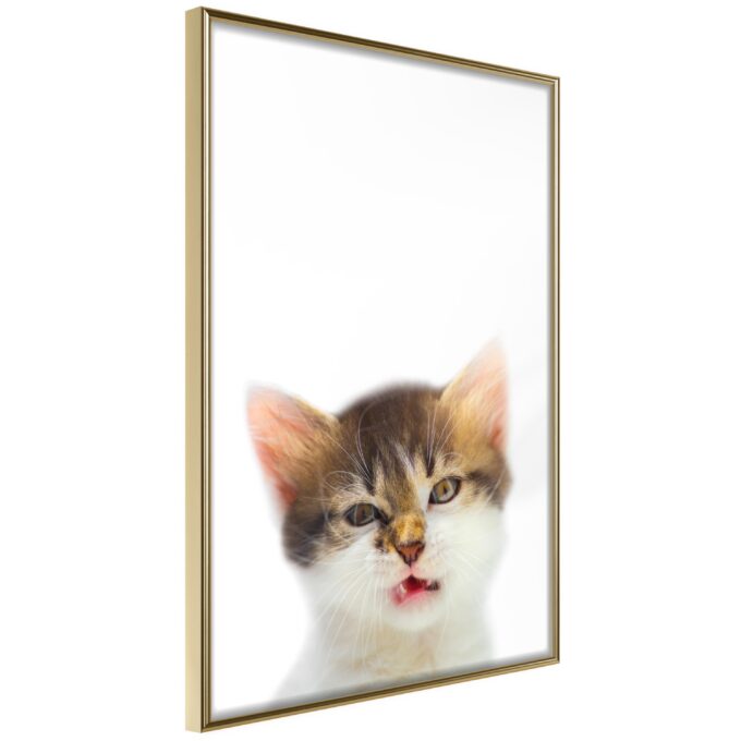 Plakat Vexed Cat 30 X 45 Cm Guldramme Fra Boligcenter