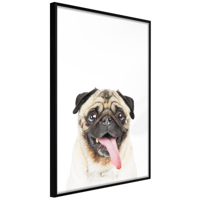 Plakat Pug 40 X 60 Cm Sort Ramme Fra Boligcenter